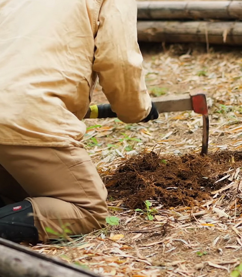 たけのこを掘り起こす様子